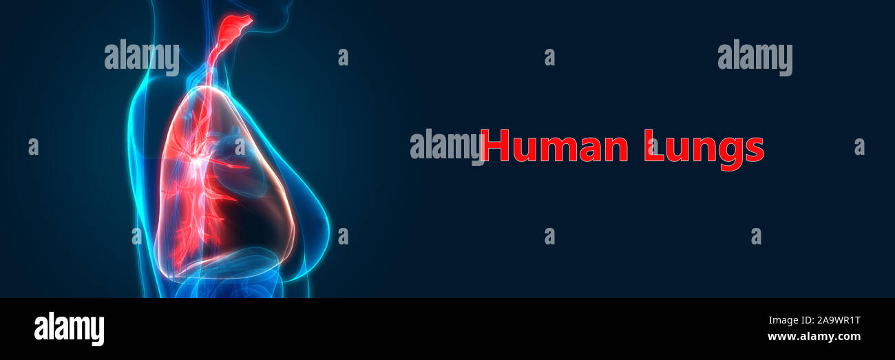 Respiratorio umano anatomia del sistema Foto Stock