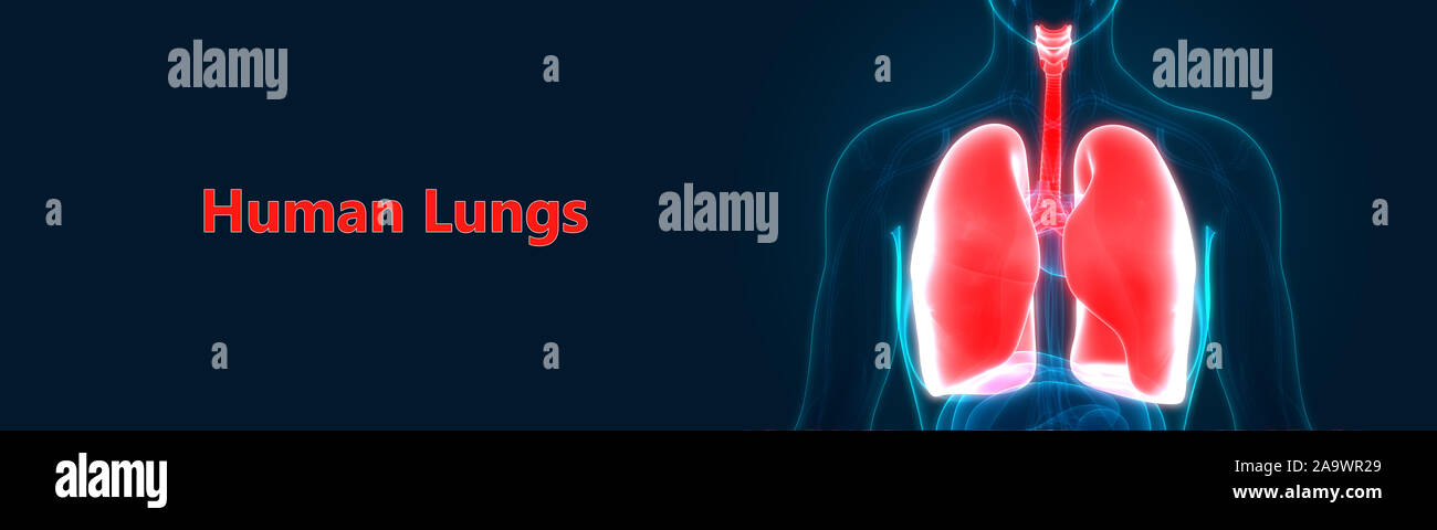 Respiratorio umano anatomia del sistema Foto Stock