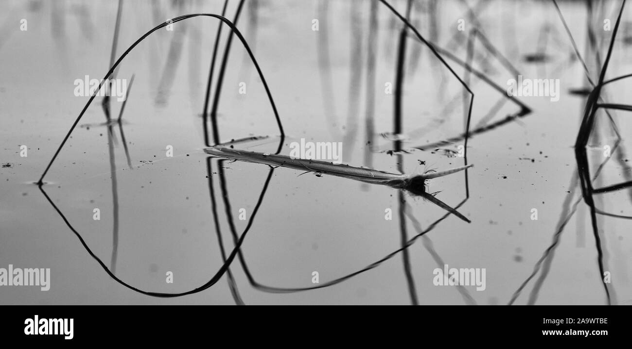 Immagine in bianco e nero di una piuma giacenti e galleggiante sull'acqua riflessioni dalle nuvole nel lago e canne in background Foto Stock