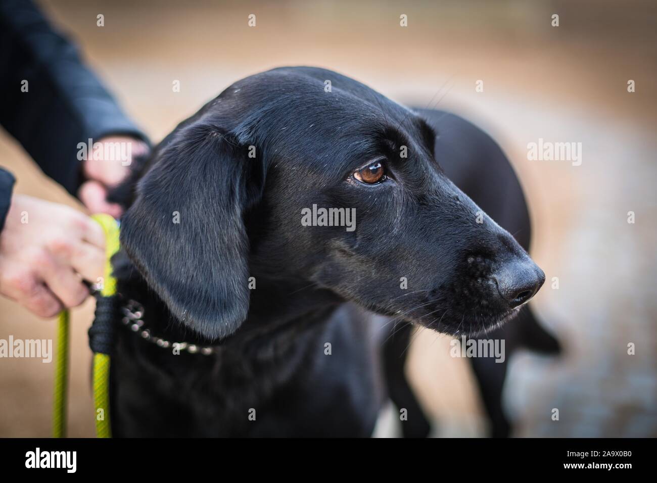 Vista laterale verticale di un nero mongrel cane con occhi marroni al guinzaglio. Mani di lui. Foto Stock
