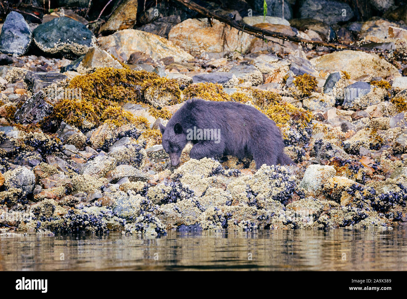 Black Bear alla ricerca di cibo a bassa marea, Tofino, British Columbia, Canada Foto Stock