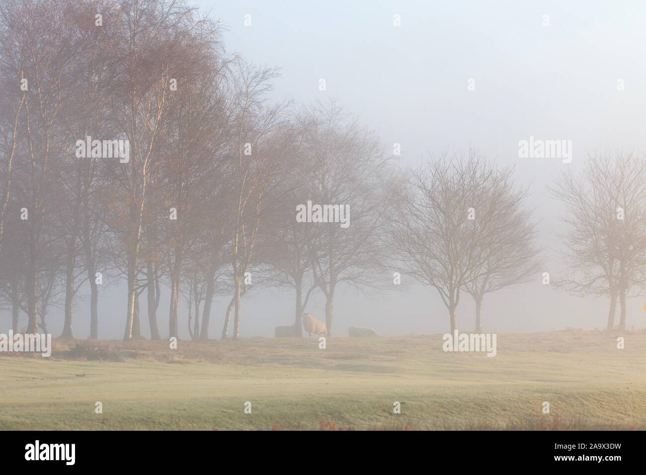 Machynlleth, Powys, Wales, Regno Unito 18 novembre 2019 UK meteo: Una fredda mattinata nebbiosa a Machynlleth, Powys come durante la notte la temperatura scende. Credito: Ian Jones/Alamy Live News Foto Stock