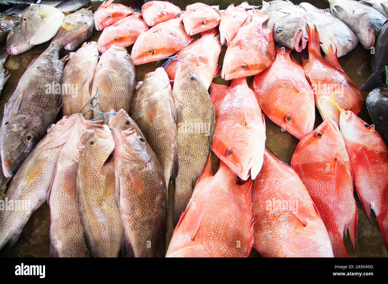 Fischmarkt Sir Selwyn Selwyn-Clarke Mercato in Victoria mit Red Snapper / Malabar-Schnapper / Roter Schnapper / Lutjanus malabaricus und anderen Fische Foto Stock