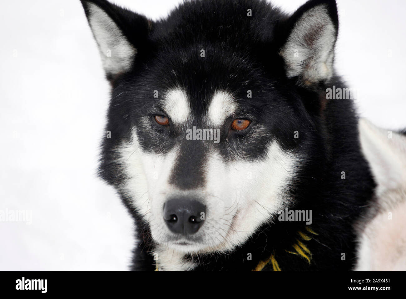 Portrait eines schwarzen Huskys mit braunen Augen, Schlittenhund während der Ruhepause, Lappland, Finnland Foto Stock