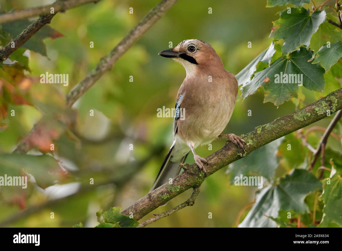 Eurasian Jay ( Garrulus glandarius ), appollaiato in un albero, guardando intorno, molto attento bird, fauna selvatica, l'Europa. Foto Stock
