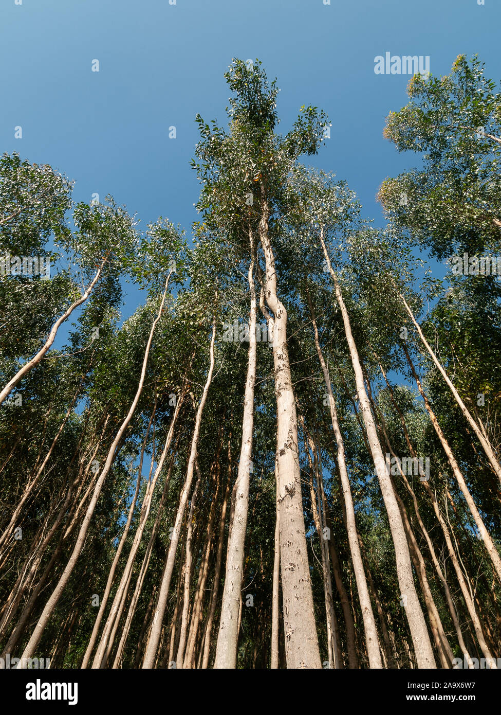 La piantagione di eucalipto coltivate per carta o pulpwood. Basso angolo di visione. La Galizia, Spagna Foto Stock