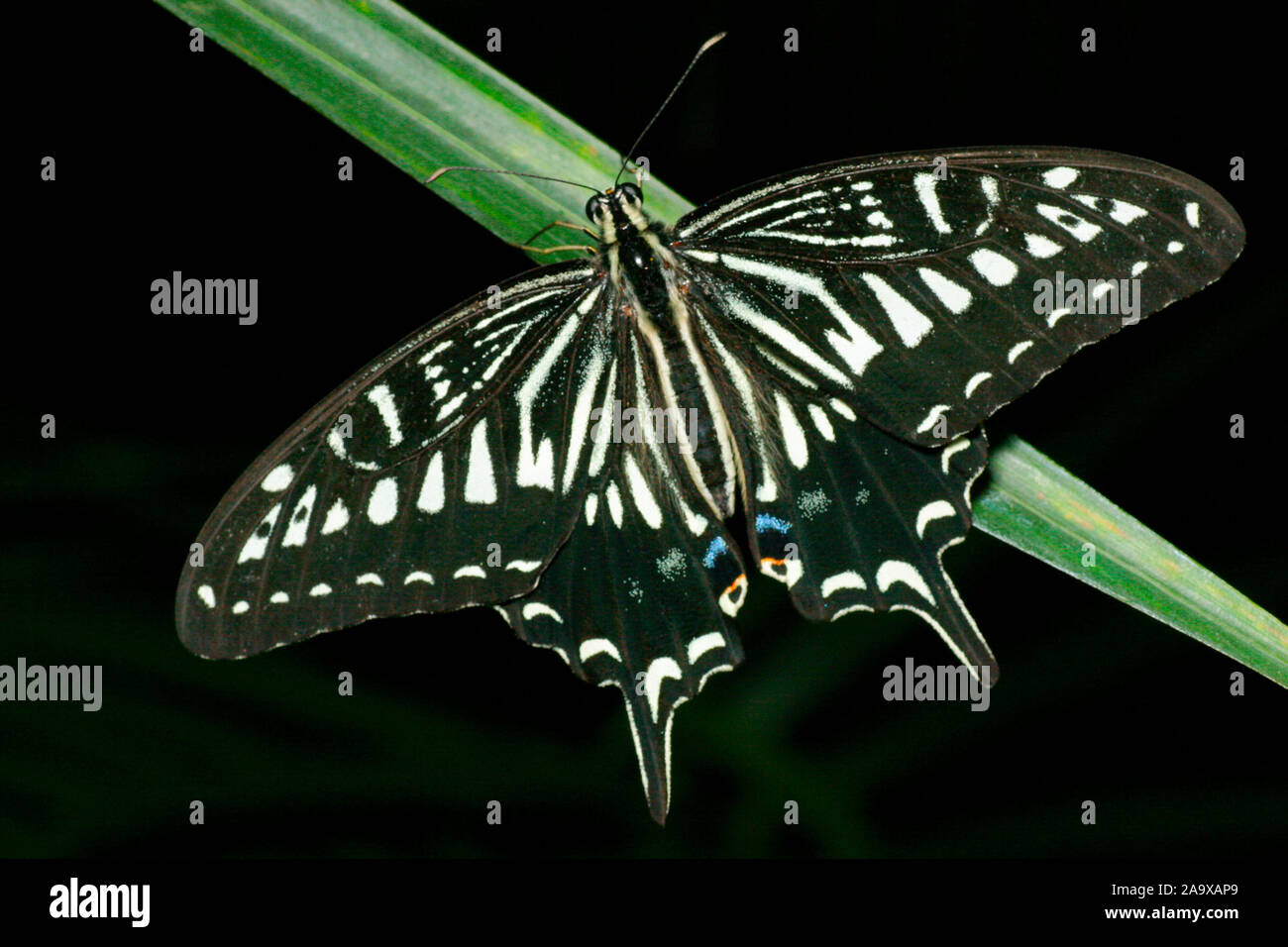 Tiere, Insekten, vacillare, Schmetterling, Butterfly, Schwalbenschwanz, a coda di rondine, Foto Stock