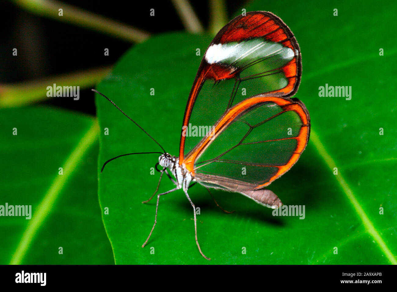 Tiere, Insekten, vacillare, Schmetterling, Butterfly, Glasflügelfalter Foto Stock