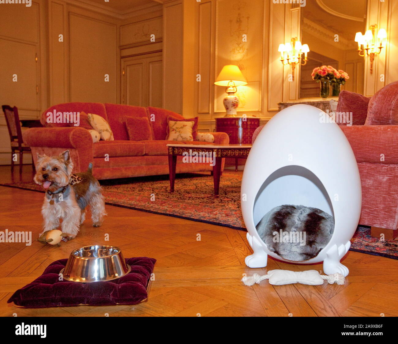 Prendersi cura del vostro cane al MEURICE HOTEL, PARIGI Foto Stock