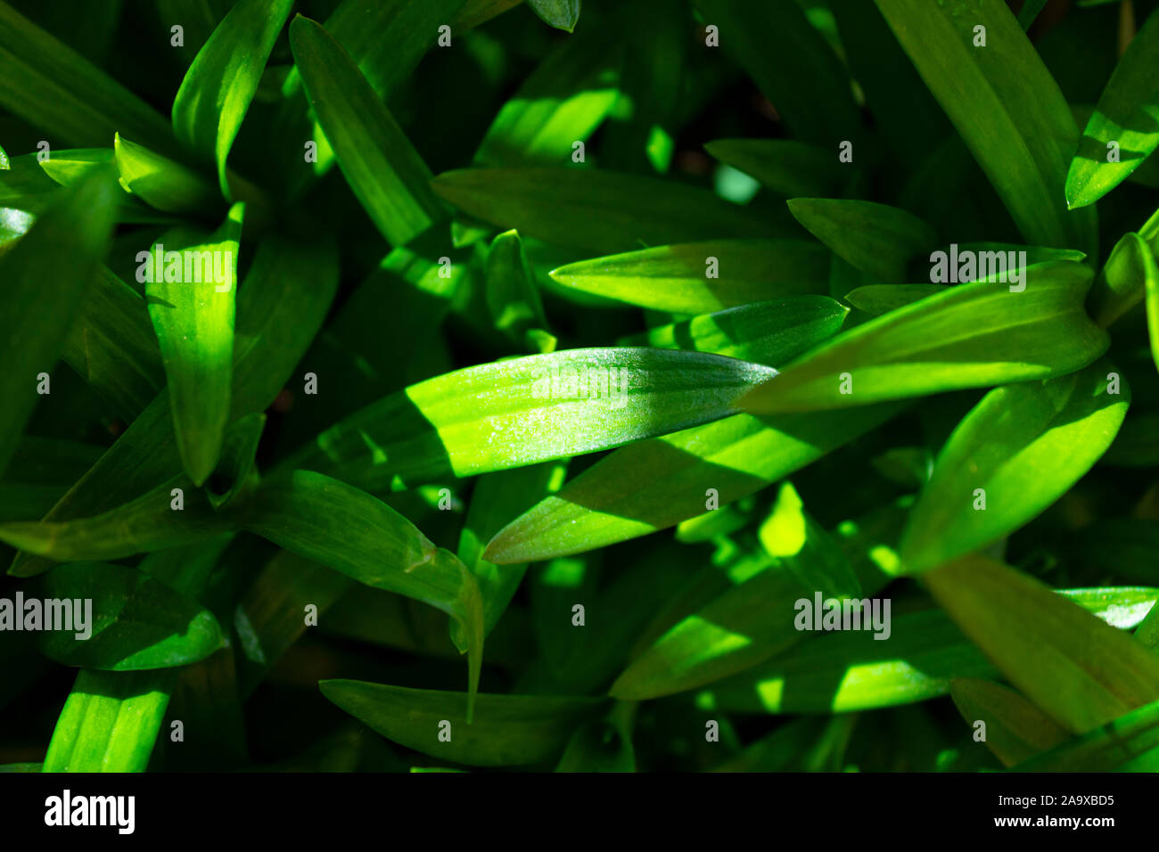 Foglie verdi nella stagione primaverile con sunray Foto Stock