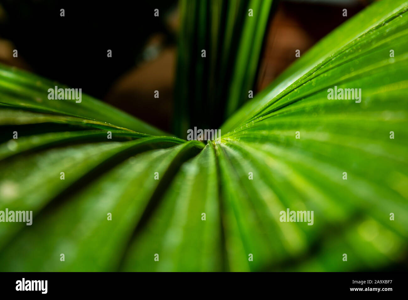 Grande verde di foglie di palma con linee asimmetriche Foto Stock