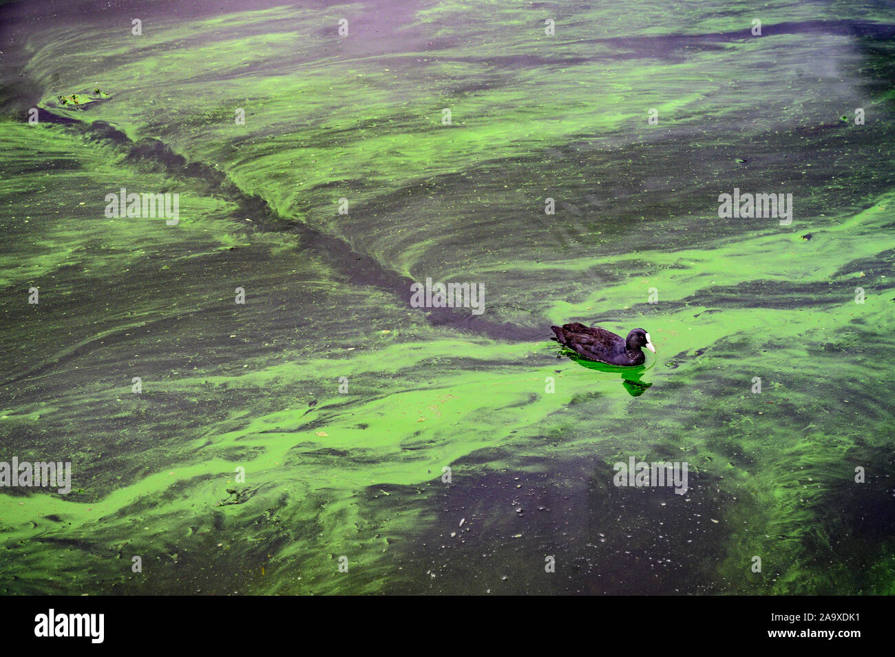 La folaga nuota attraverso alghe blu-verdi sul lago Orestiada Castorià Macedonia, Grecia settentrionale. Foto Stock