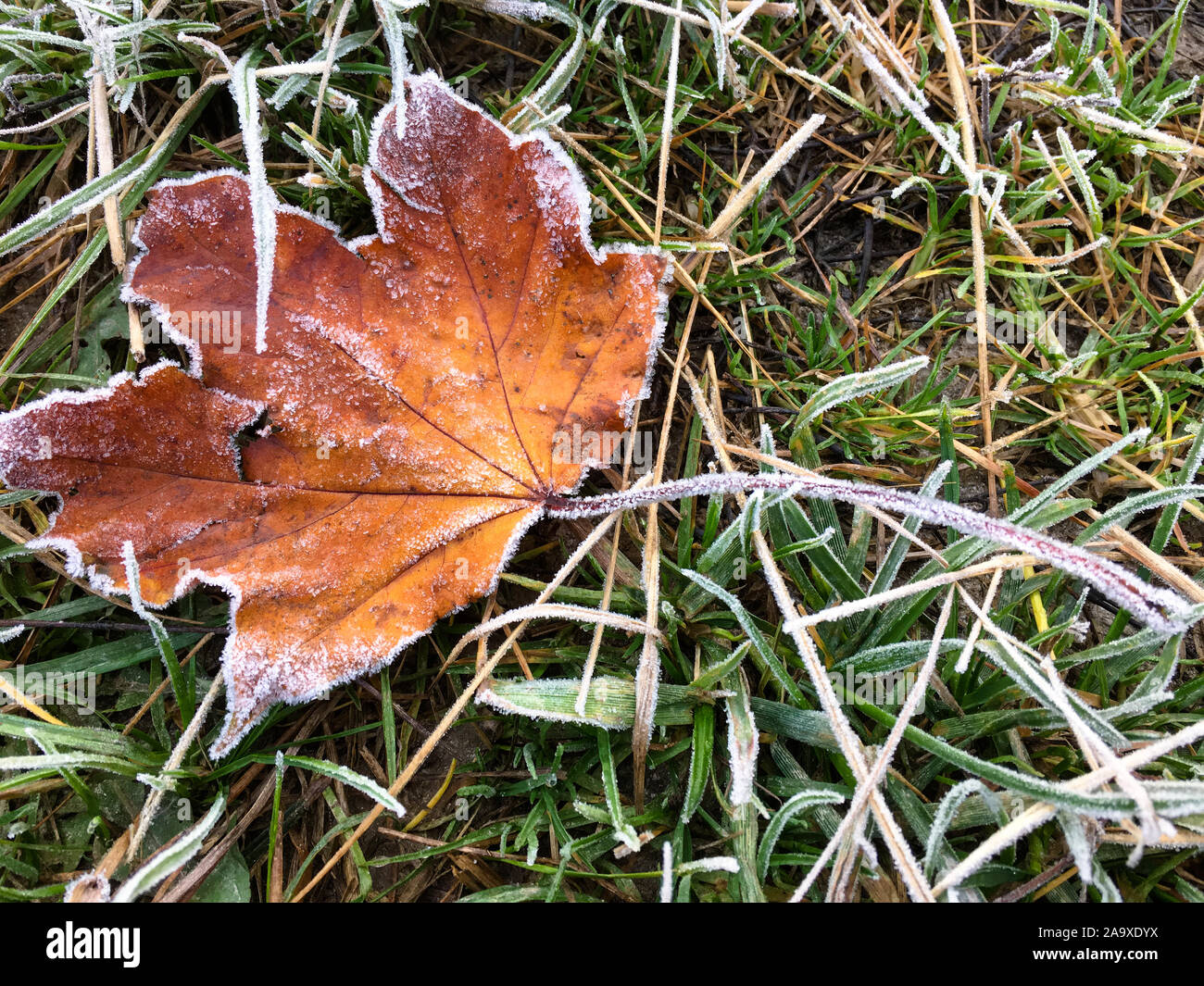 Foglie di autunno con la brina al mattino il congelamento e temperature al di sotto di zero Foto Stock