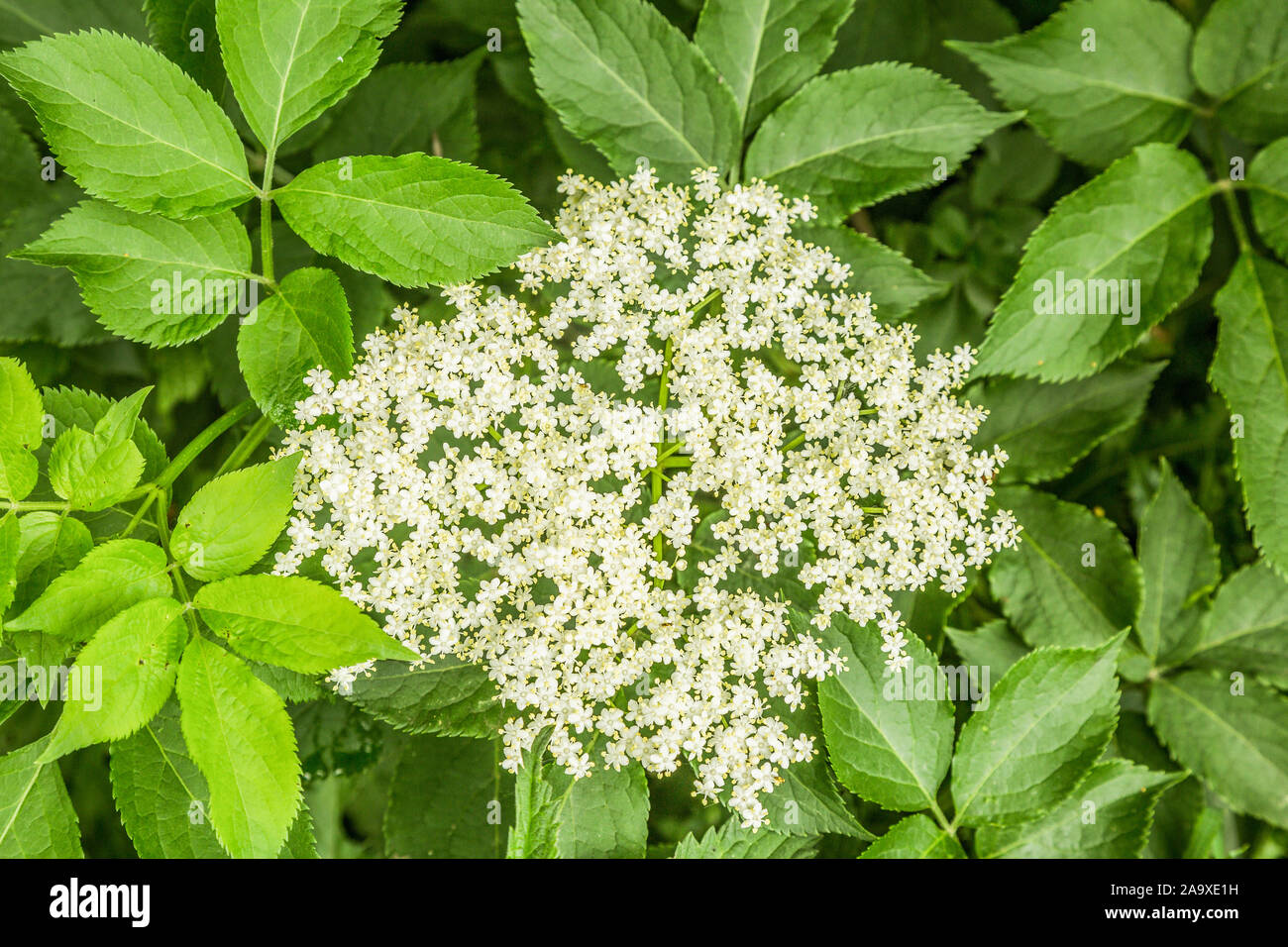 Close up di fiori e foglie di sambuco Bush, Sambucus nigra, contro lo sfondo di colore verde di foglie di propri Foto Stock