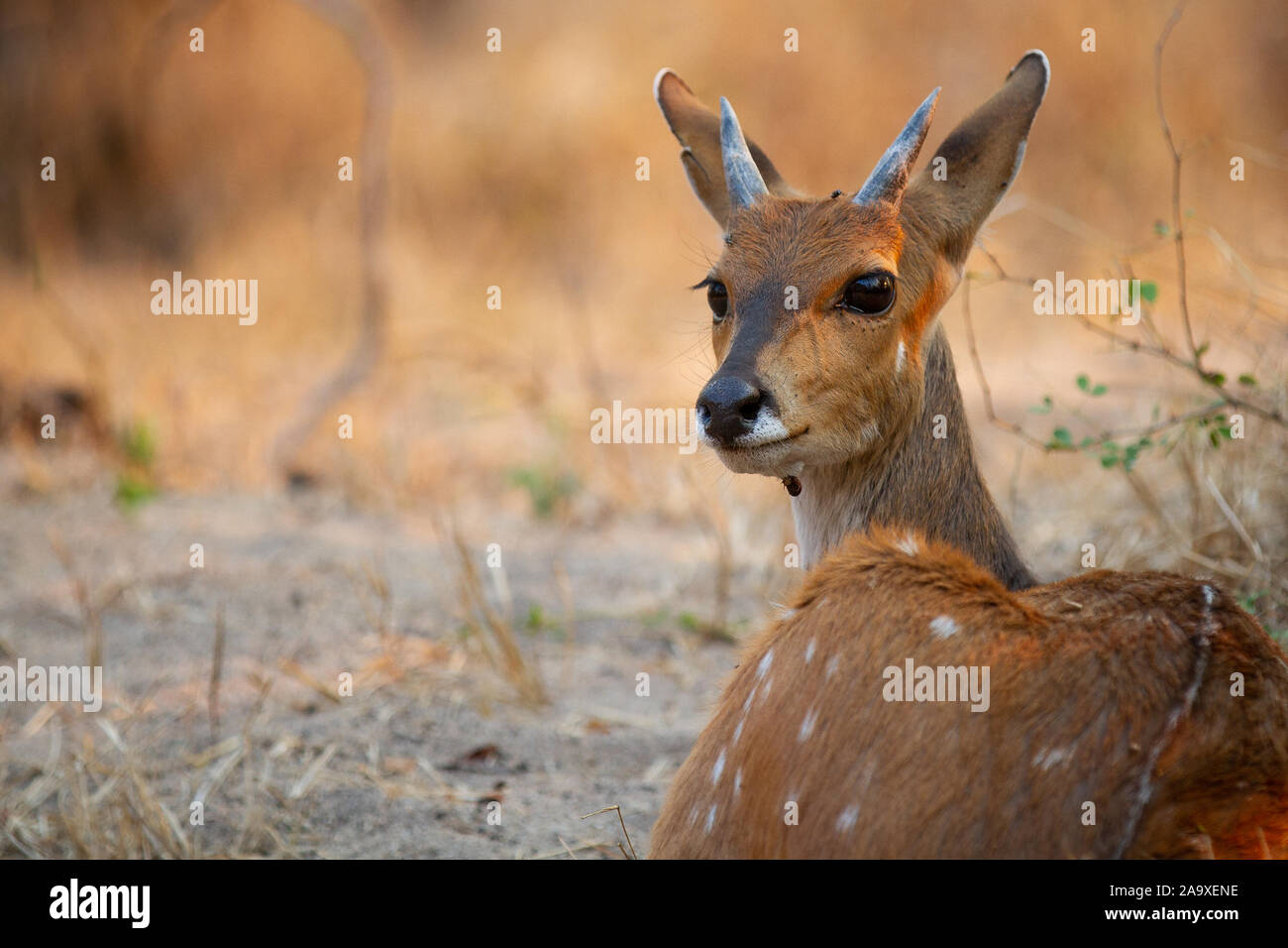 Un giovane maschio bushbuck, Tragelaphus scriptus, giace sul terreno, orecchie indietro lo sguardo diretto Foto Stock