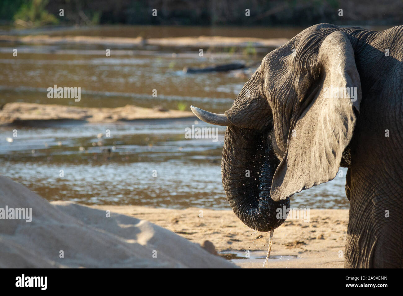 Un elefante, Loxodonta africana, solleva il suo tronco in corrispondenza della sua bocca di bere Foto Stock