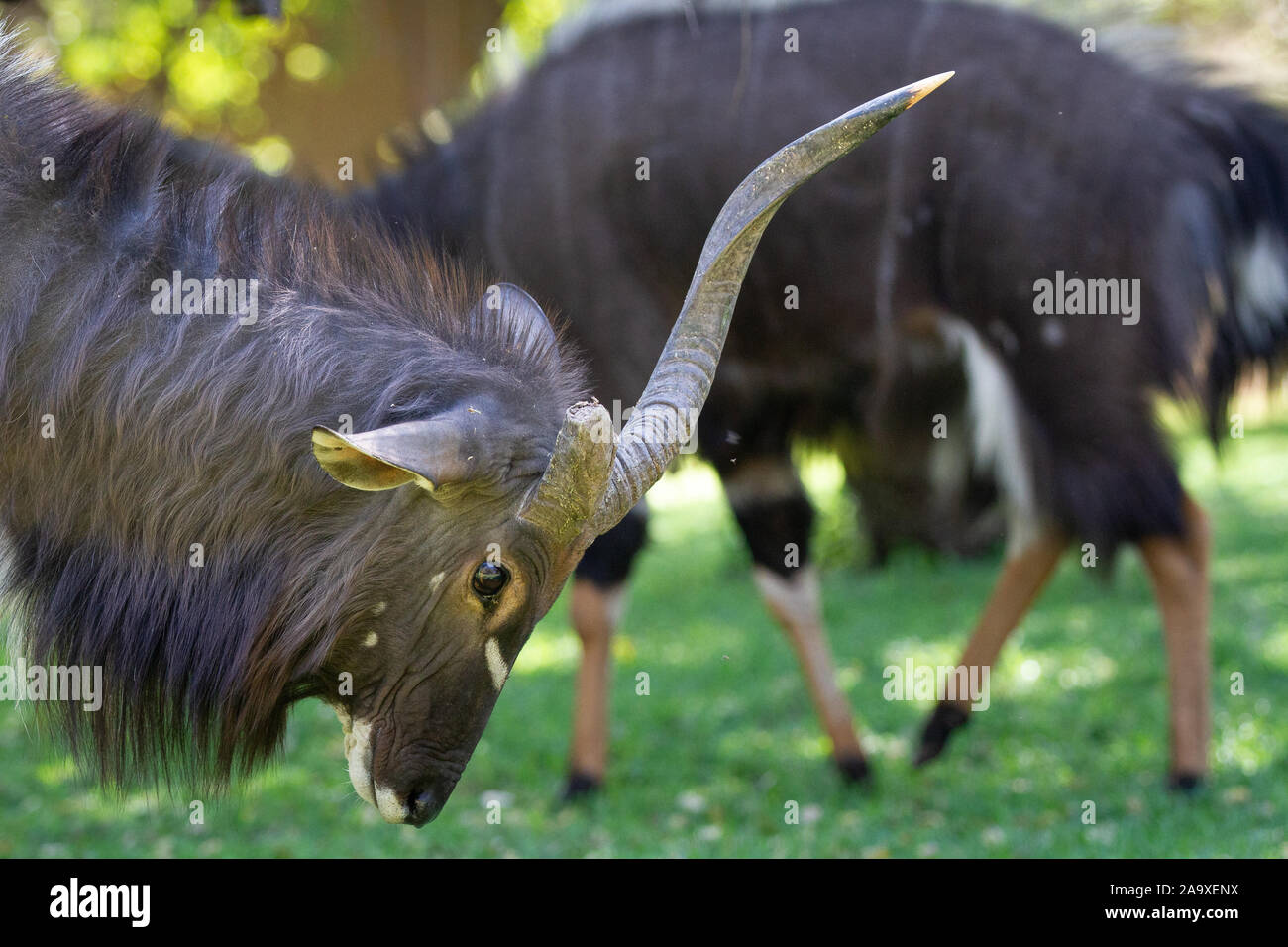 Un maschio di Nyala, Tragelaphus angasii, fiocchi è a testa in giù, profilo laterale, visualizzando le corna. Foto Stock