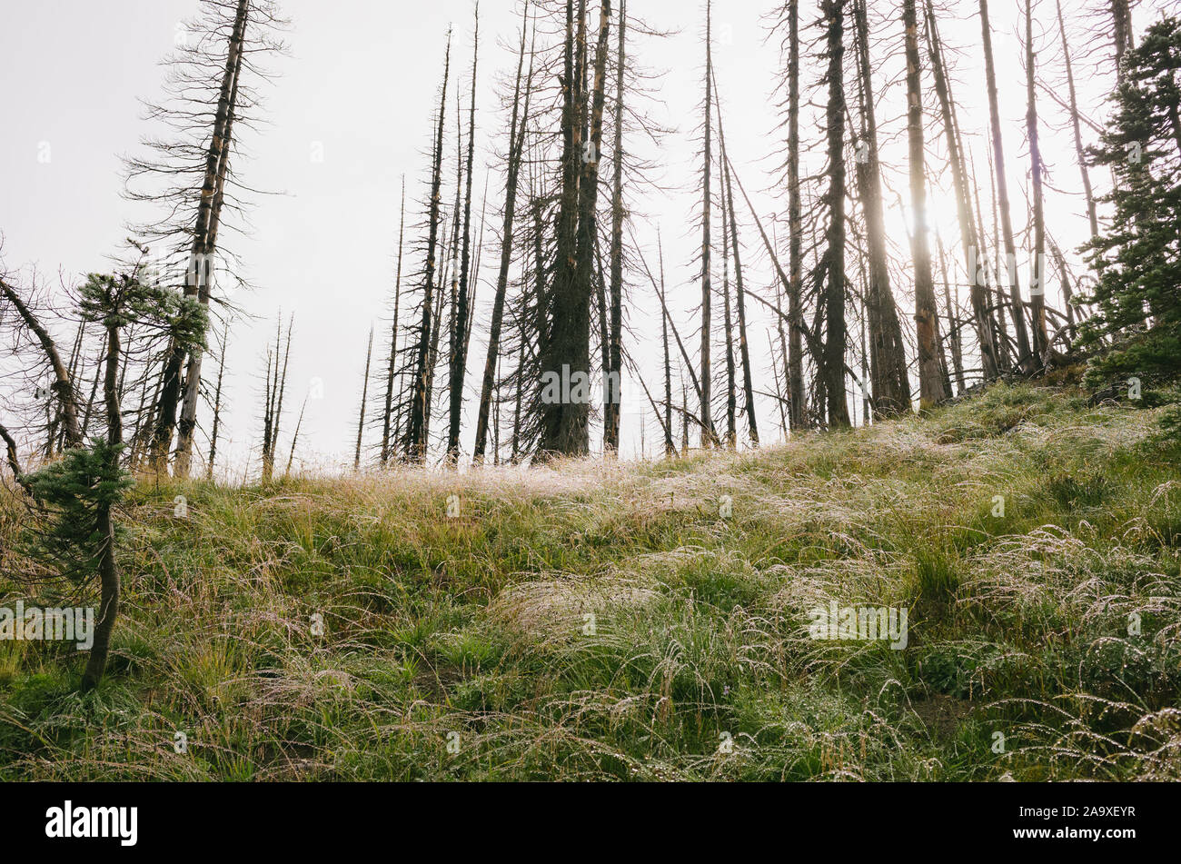 Incendio forestale danneggiato e lussureggianti prati alpini in primo piano, il sole splende attraverso gli alberi lungo la Pacific Crest Trail, Mt. Adams Wilderness, deserto, Foto Stock