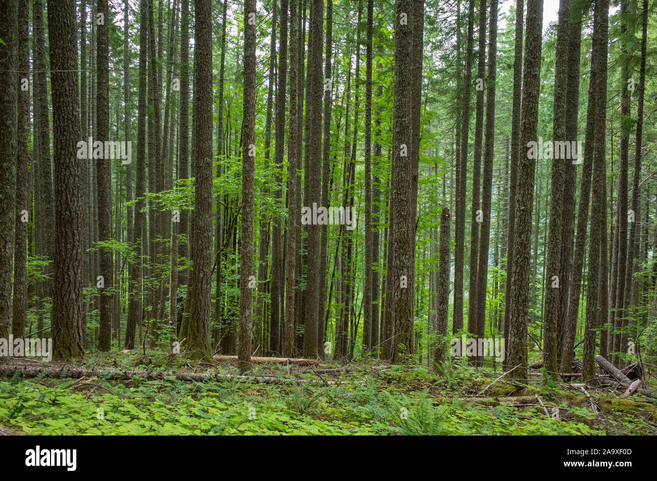 Lussureggiante foresta nella zona centrale di Cascades, Gifford Pinchot National Forest, Washington Foto Stock