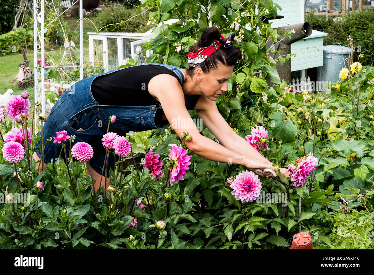 Donna in piedi in un giardino, picking rosa dalie. Foto Stock