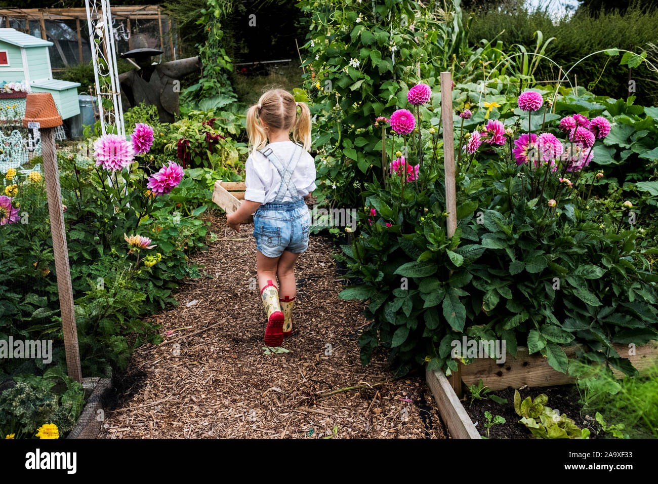 Vista posteriore della ragazza camminare lungo il percorso del giardino passato rosa dalie, trasportare casse di legno. Foto Stock