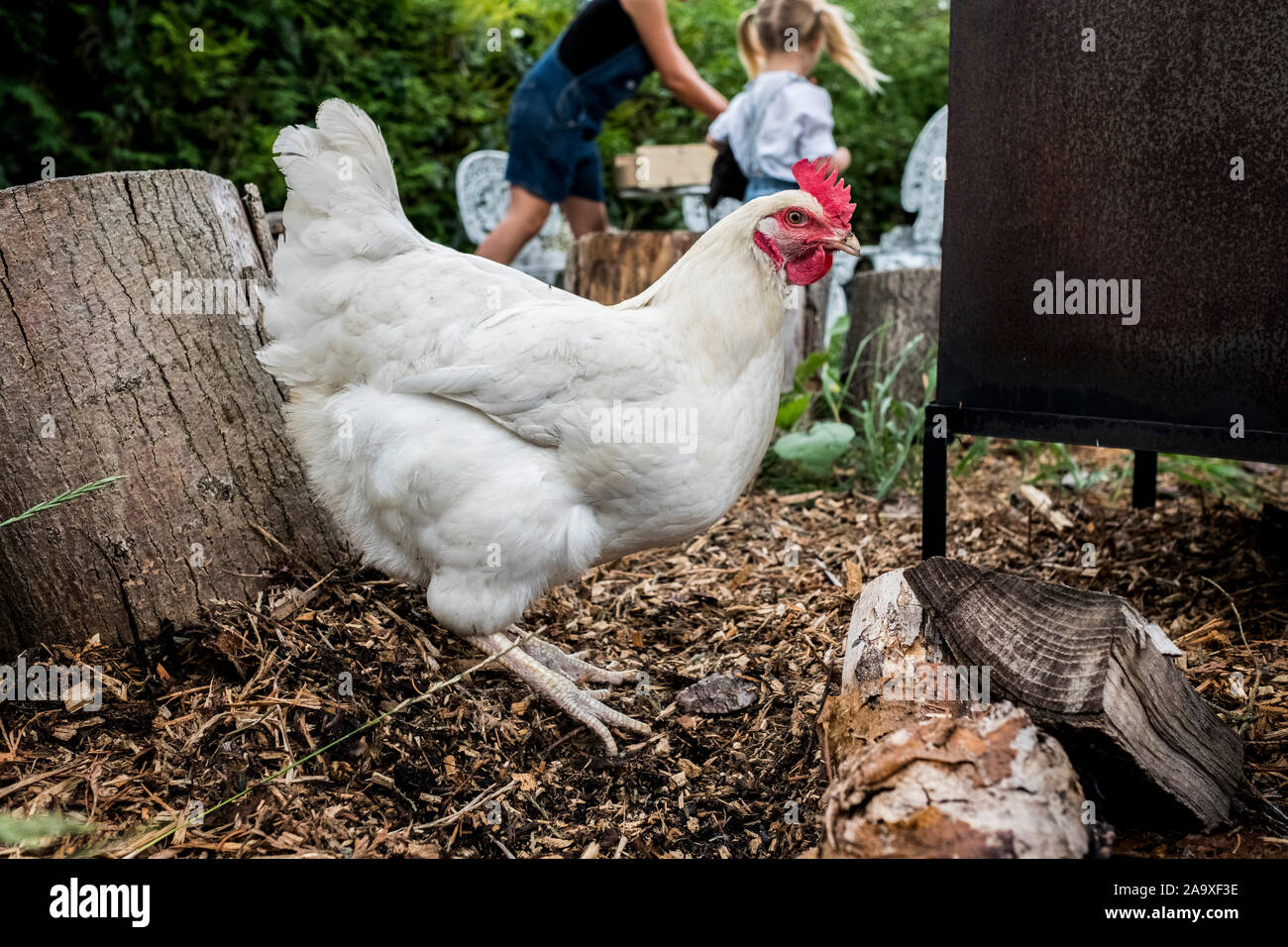 Close up di pollo bianco in un giardino, persone in background. Foto Stock