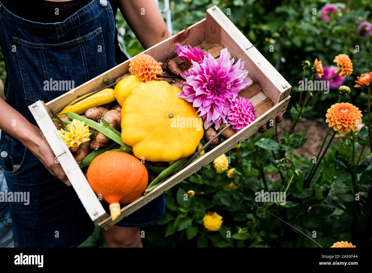 Angolo alto ravvicinata di una persona in possesso di una scatola di legno con verdure fresche e tagliare rosa dalie. Foto Stock