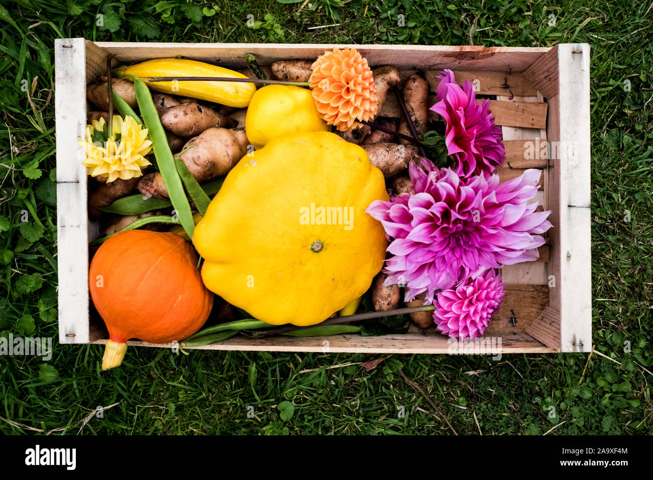 Angolo alto ravvicinata di una scatola di legno con verdure fresche e tagliare rosa dalie. Foto Stock