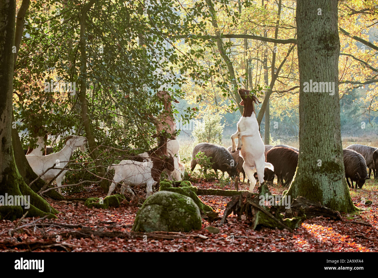 Bianco e grigio cornuto tedesco heath mangiare da alberi vicino Wilsede, Luneburger Heath, Germania Foto Stock