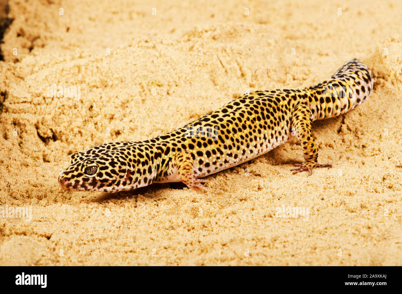 Leopard Gecko (Eublepharis macularius) Foto Stock
