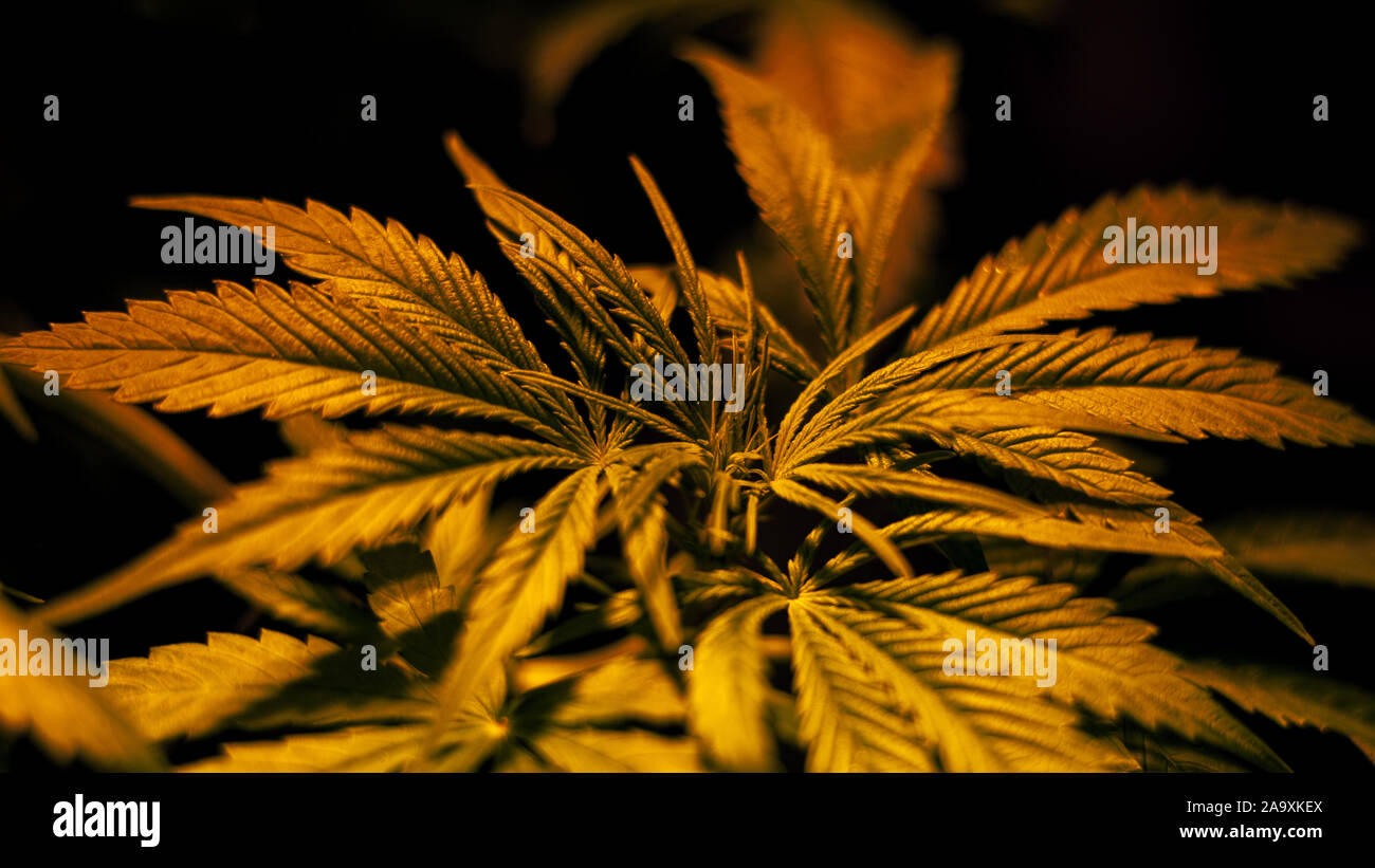 Cannabis pianta medica,verde fiore di marijuana durante la vegetazione.la coltivazione e la coltivazione di cannabis indoor. Foto Stock