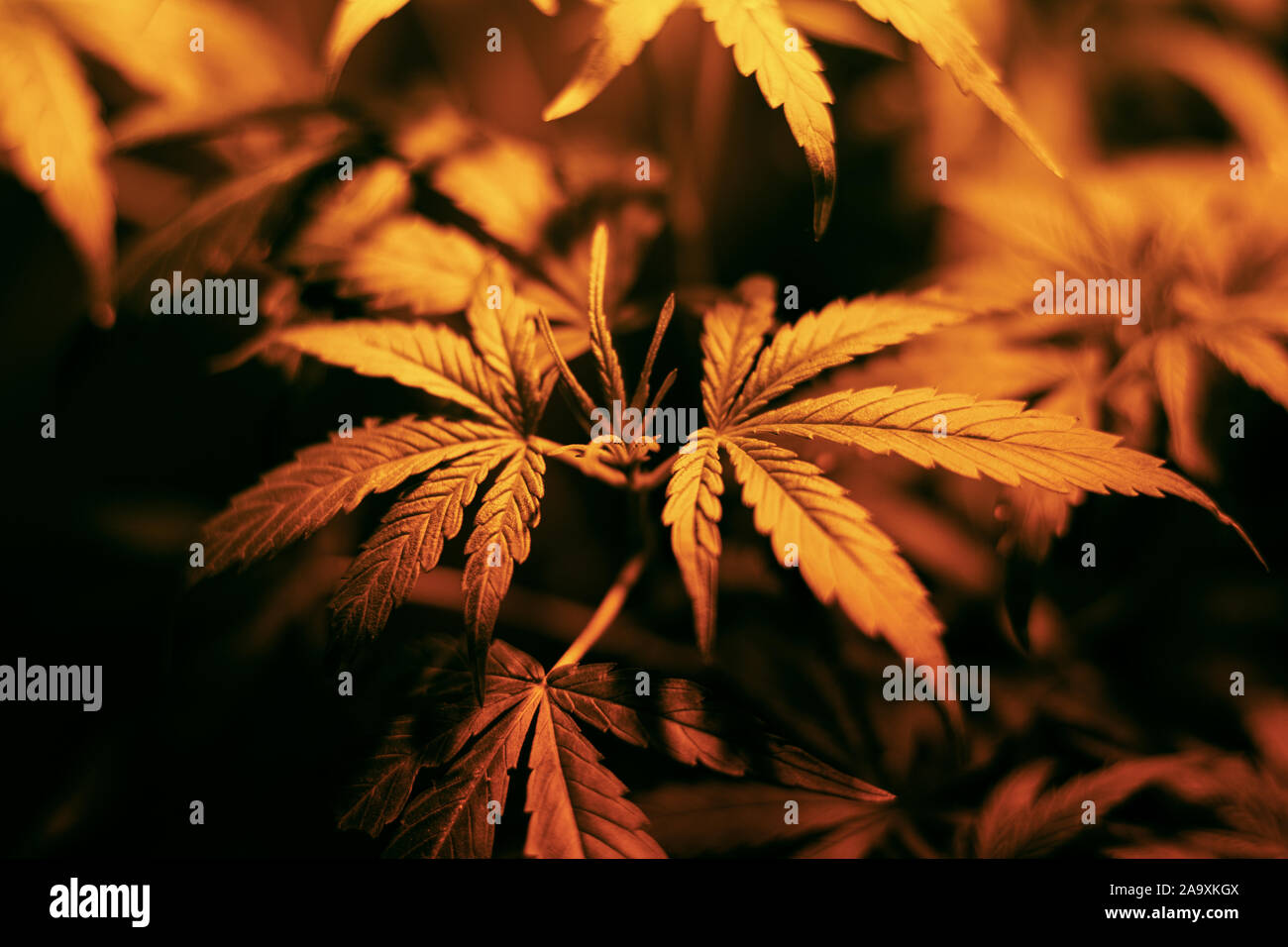 Cannabis pianta medica,verde fiore di marijuana durante la vegetazione.la coltivazione e la coltivazione di cannabis indoor. Foto Stock