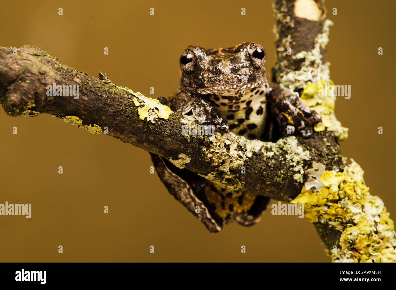 In marmo Raganella (Dendropsophus marmoratus) Foto Stock