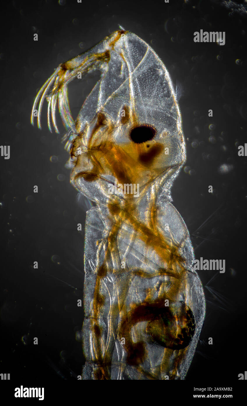 Fantoccio moscerino larva, Chaoborus sp. illuminazione a campo oscuro Foto Stock