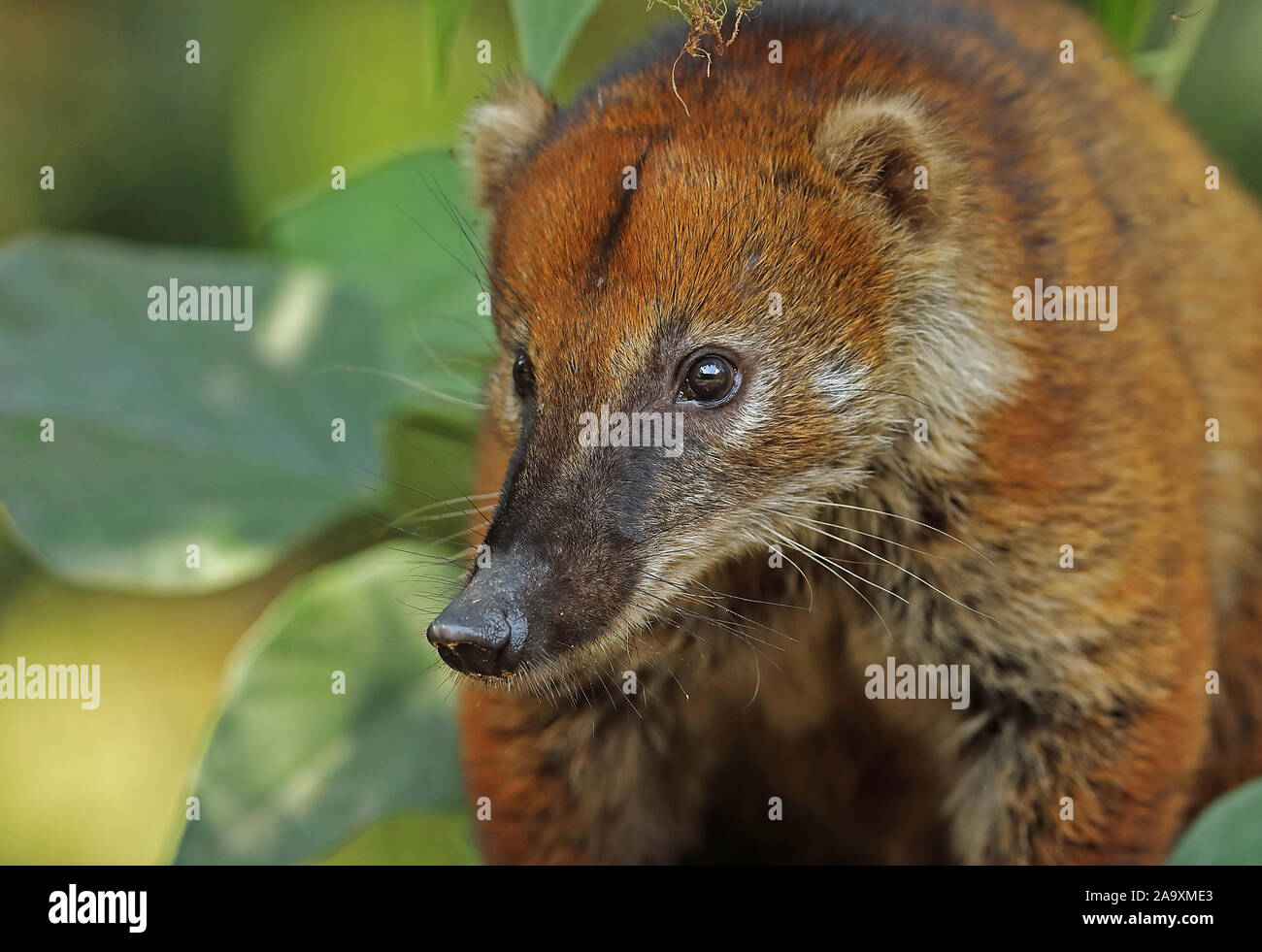 Sud Americana Coati (Nasua nasua) in prossimità della testa di adulto Copalinga Lodge, Zamora, Ecuador Febbraio Foto Stock