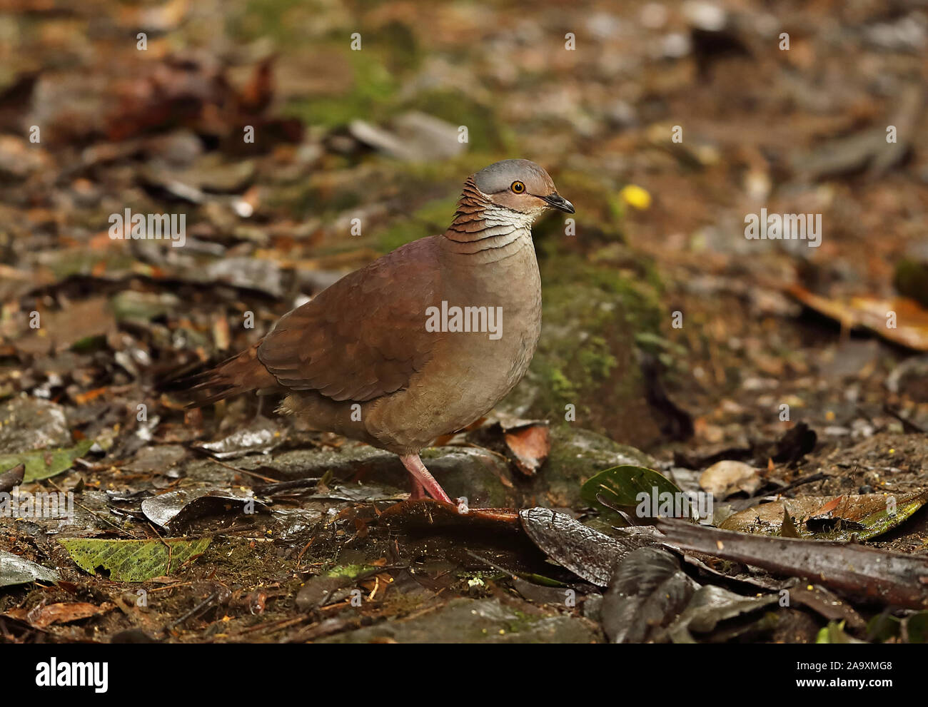 Bianco-throated quaglia-colomba (Zentrygon frenata) adulto sul suolo della foresta Tapichalaca Riserva, Ecuador Febbraio Foto Stock