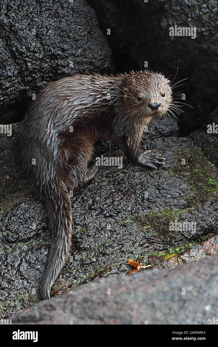 Lontra marina (Lontra felina) adulto su roccia, specie in via di estinzione vicino a Valparaiso, Cile Gennaio Foto Stock