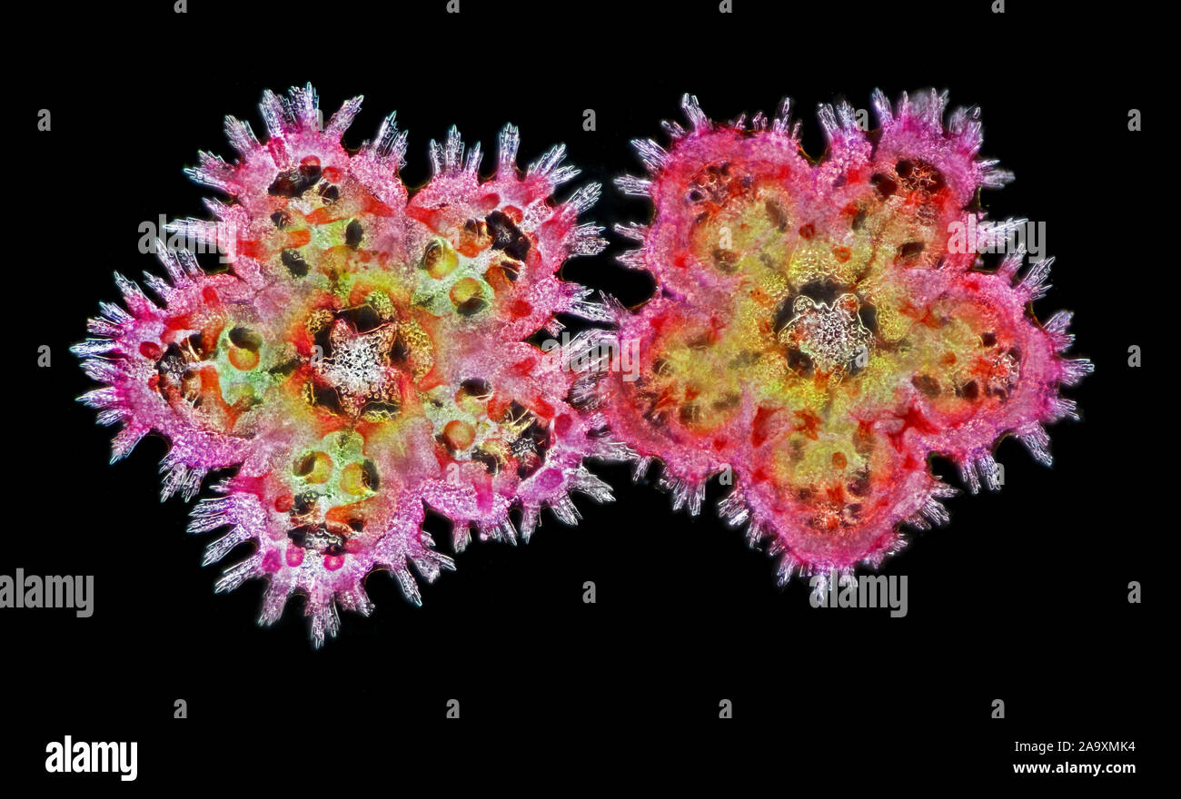 Asterina gibbosa, gli Starlet stella cuscino, è una specie di stella di mare in famiglia Asterinidae. Giovani stadio larvale. Foto Stock