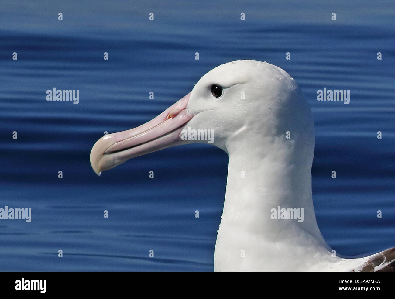 Northern Royal Albatross (Diomedea epomophora sanfordi) in prossimità della testa di adulto, specie in via di estinzione Valparaiso, Cile Gennaio Foto Stock