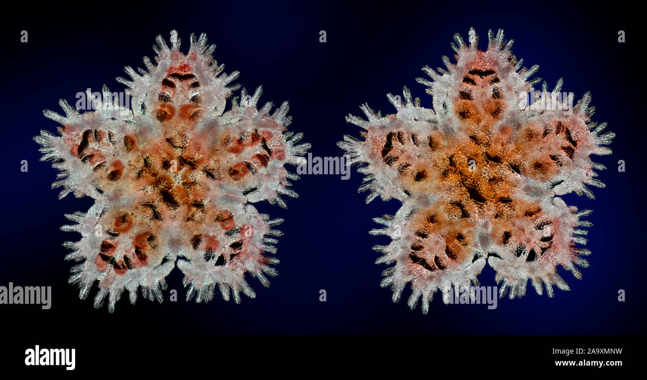 Asterina gibbosa, gli Starlet stella cuscino, è una specie di stella di mare in famiglia Asterinidae. Giovani stadio larvale. Foto Stock