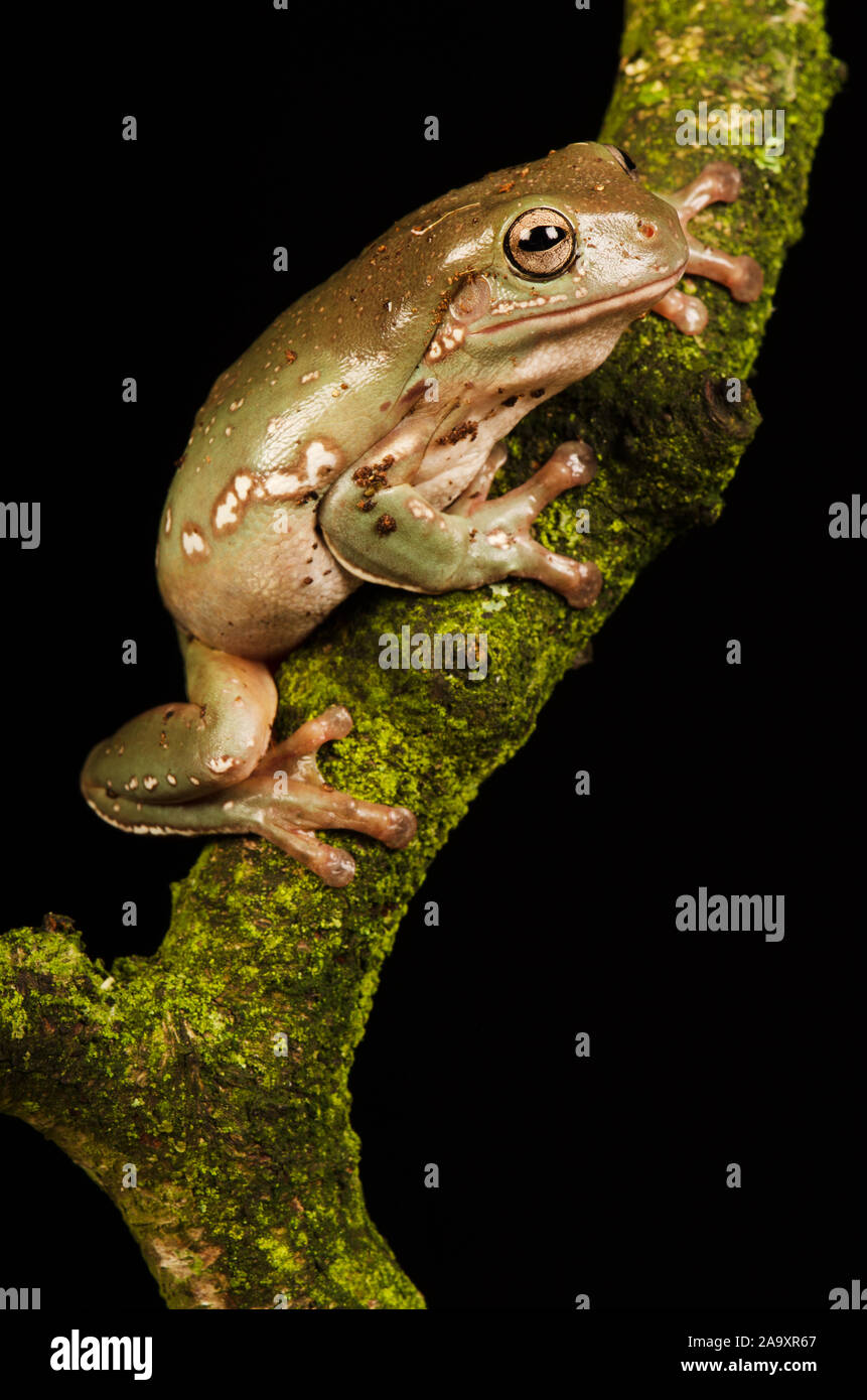 Bianco Raganella (Litoria caerulea) Foto Stock