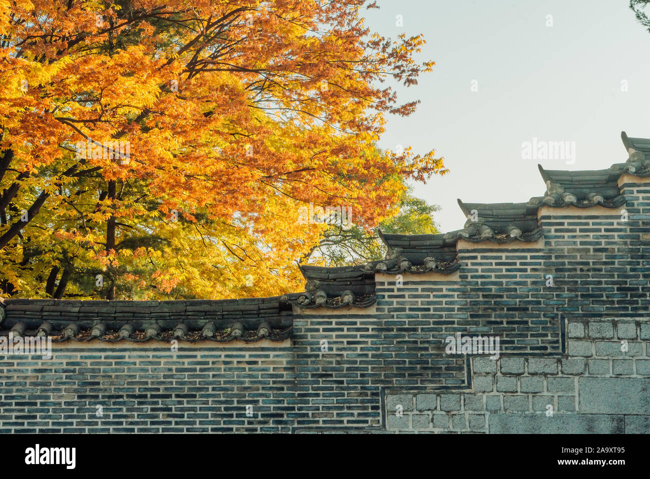 Autumn Tree nella parte anteriore della parete di Oriental Palace Foto Stock