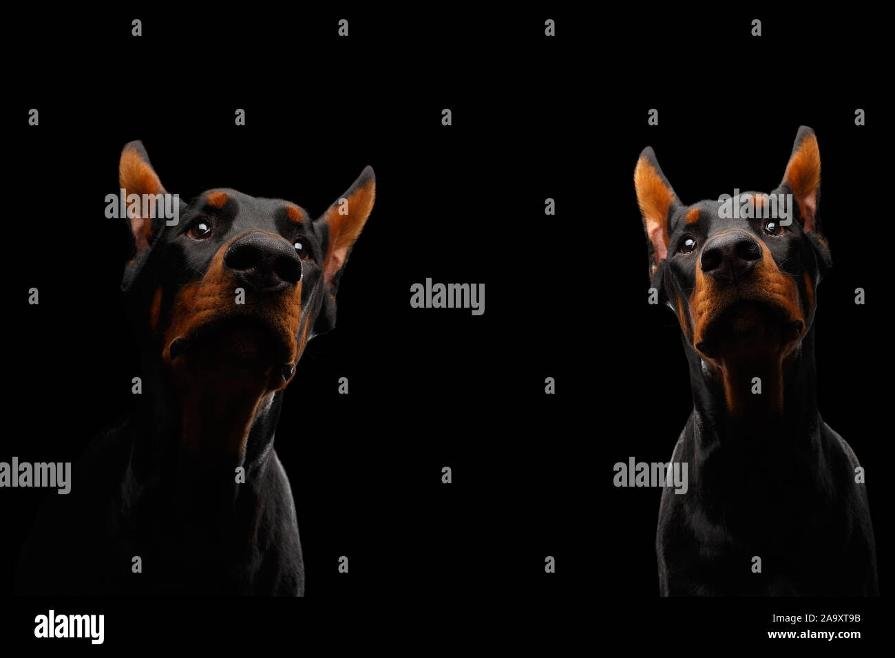 Ritratto di due cani Doberman isolato su sfondo nero Foto Stock