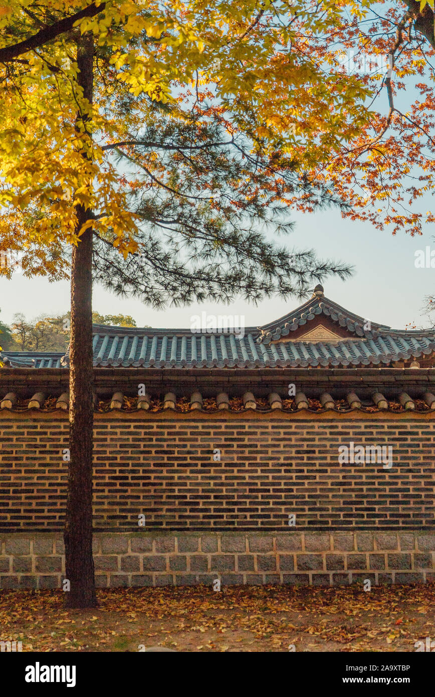 Autumn Tree nella parte anteriore della parete di Oriental Palace Foto Stock