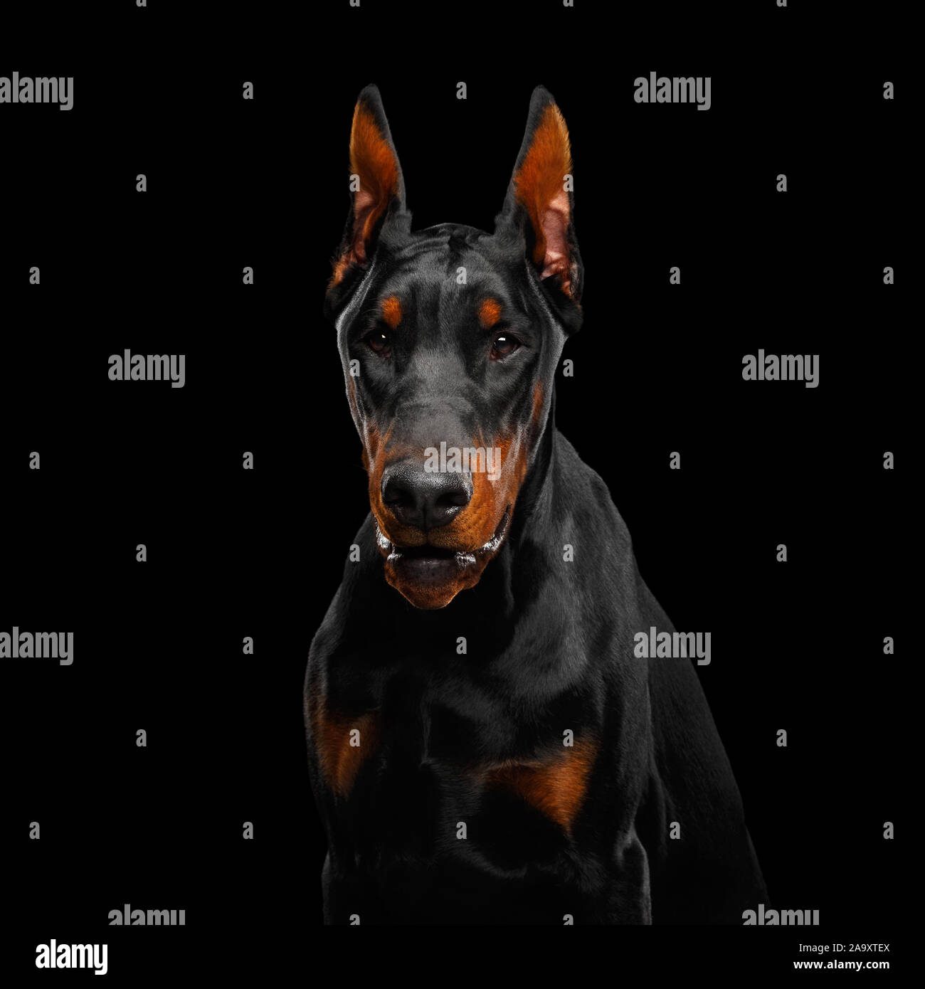 Ritratto di arrabbiato cane Doberman guarda minacciosa isolato su sfondo nero Foto Stock