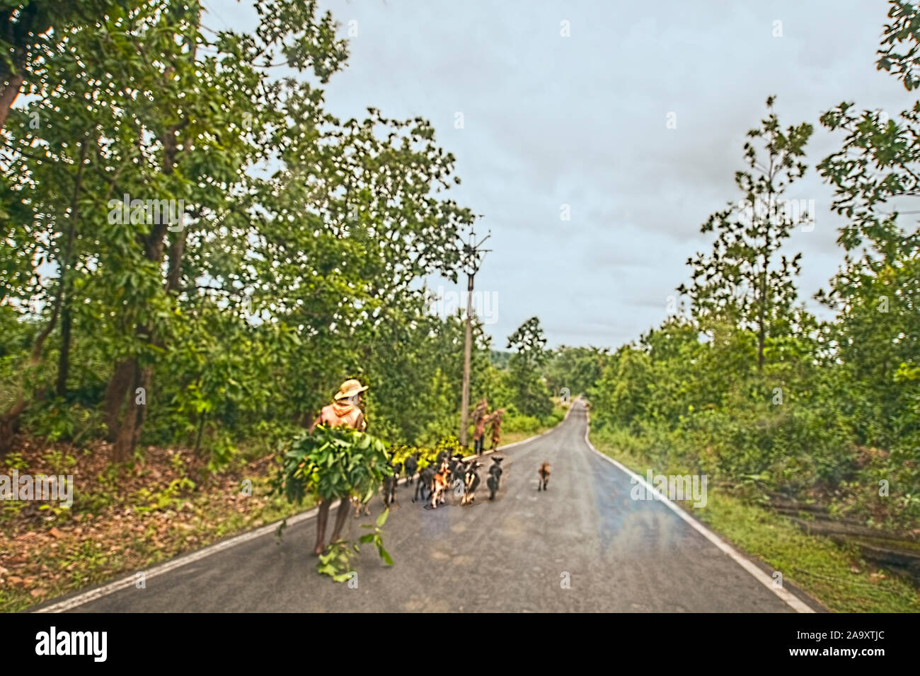 Capra ,keepr,tenere,spostando ,lungo,Membro alta via,capre,per il pascolo,un popolare,occupazione,in Belpahari,,Jhargram,West Bengal,l'India, Foto Stock