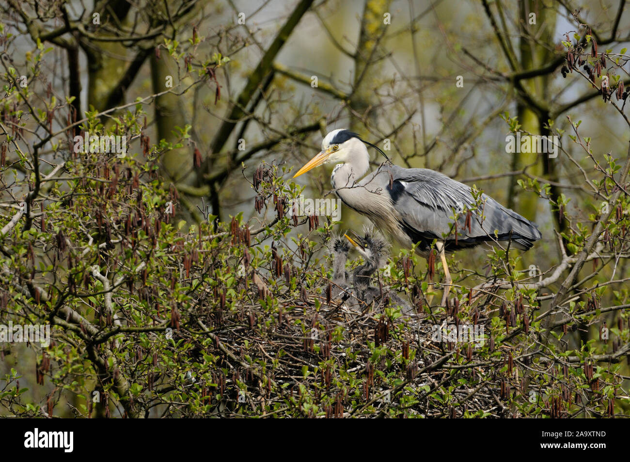 Airone cenerino / Graureiher ( Ardea cinerea ), adulti con giovani pulcini, progenie nel suo nido, la fauna selvatica, l'Europa. Foto Stock