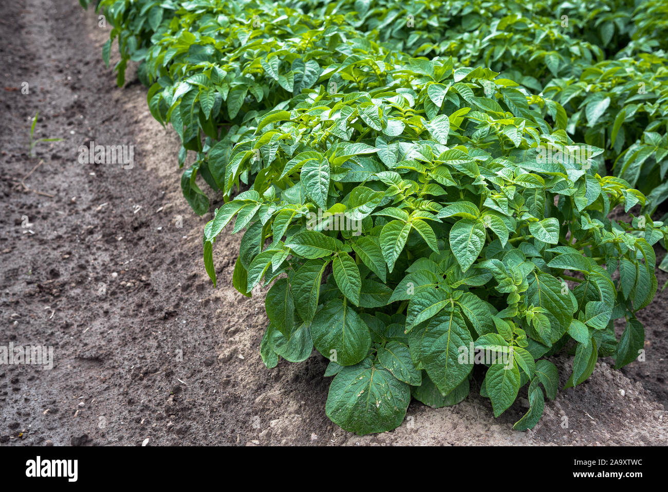 Fila di piante di patate in un campo in primavera Foto Stock