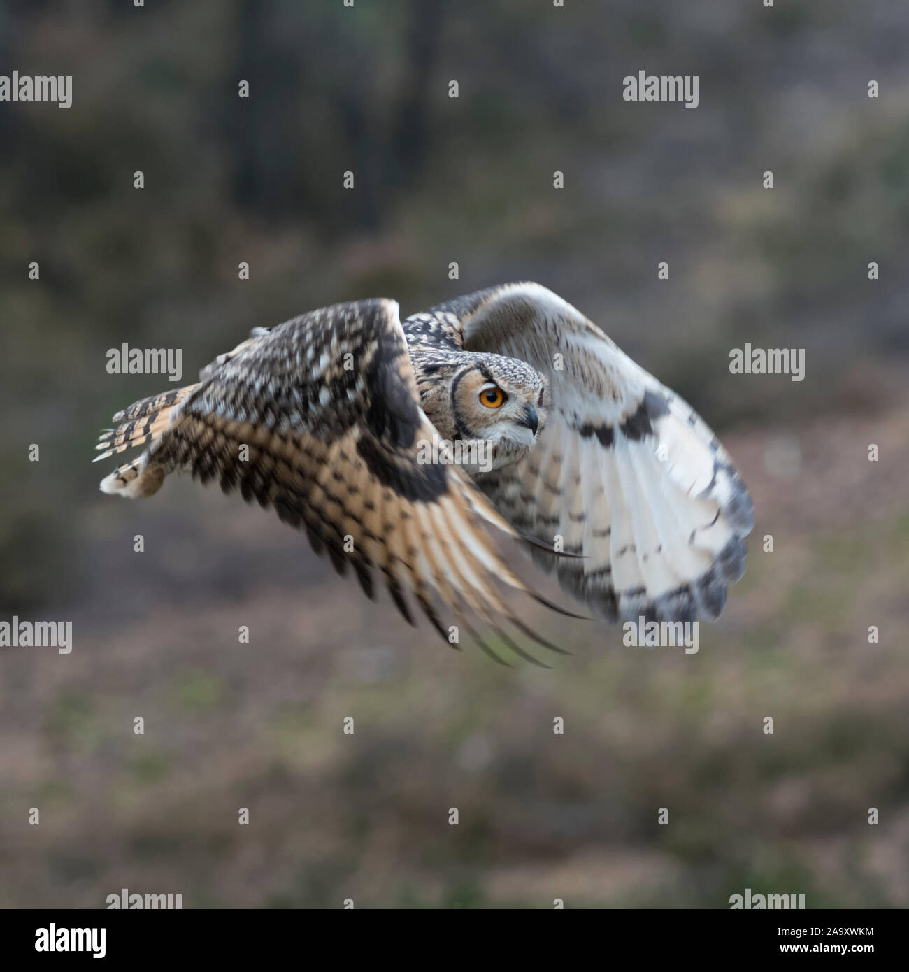 Indian Eagle-Owl / Rock / Eagle-Owl Bengalenuhu ( Bubo bengalensis ) in volo attraverso i boschi, sbattimenti le sue ali, silenzioso, caccia. Foto Stock