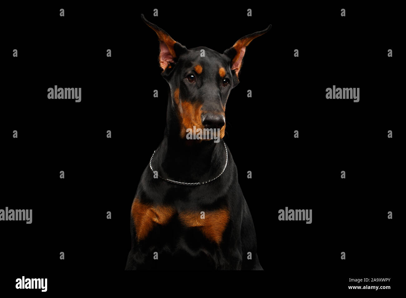 Ritratto di giovane cane Doberman in posa sulla isolato su sfondo nero Foto Stock